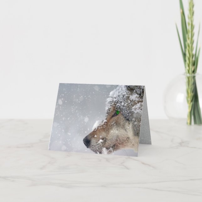 Snow-covered Wolf Face Close-up in Falling Snow Card (Front)