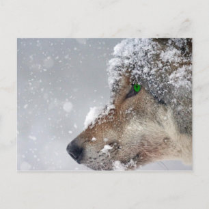 Snow covered Wolf Postcard