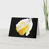 Snow Covered Yellow Daffodil Early Spring Blank