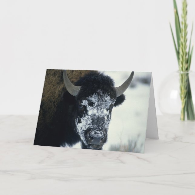 Snow coverered Buffalo Card (Front)