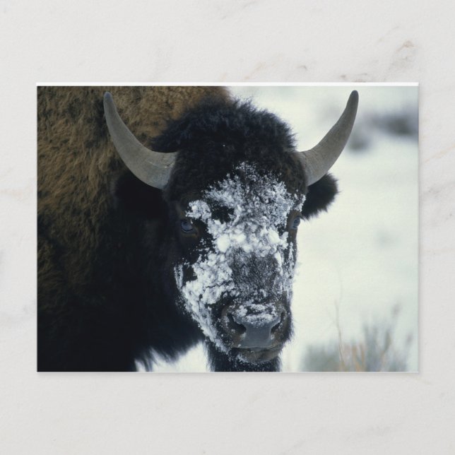 Snow coverered Buffalo Postcard (Front)