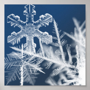 snow crystals poster
