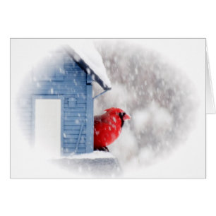 Snow Day Cardinal - Bird