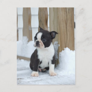 Snow Day Postcard