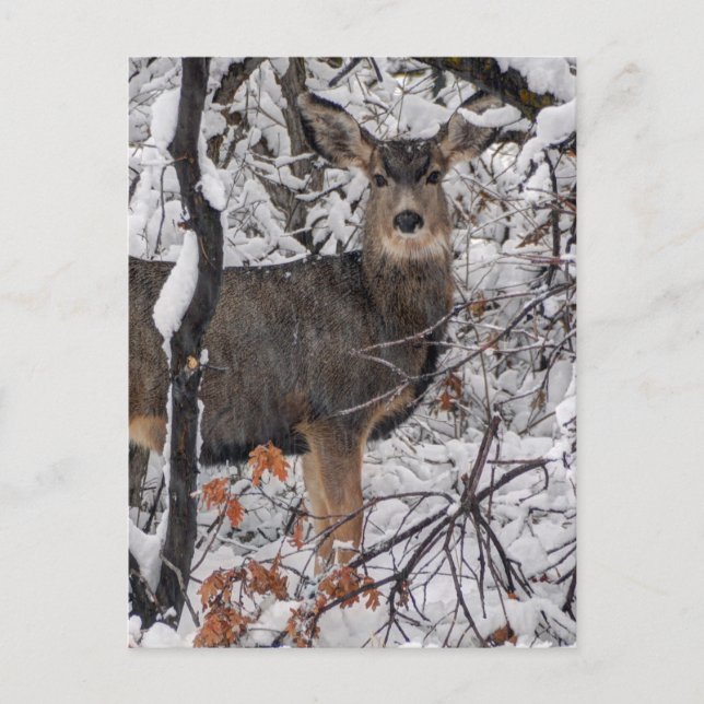 Snow Deer - Wasatch Front - Utah Postcard (Front)