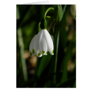 Snow Drop Flower Card
