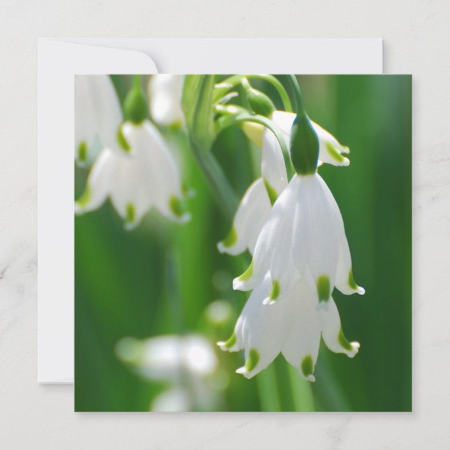 Snow Drop Lily (Front)