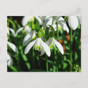 Snow Drops - Winter Blooming Bulb Flowers Postcard