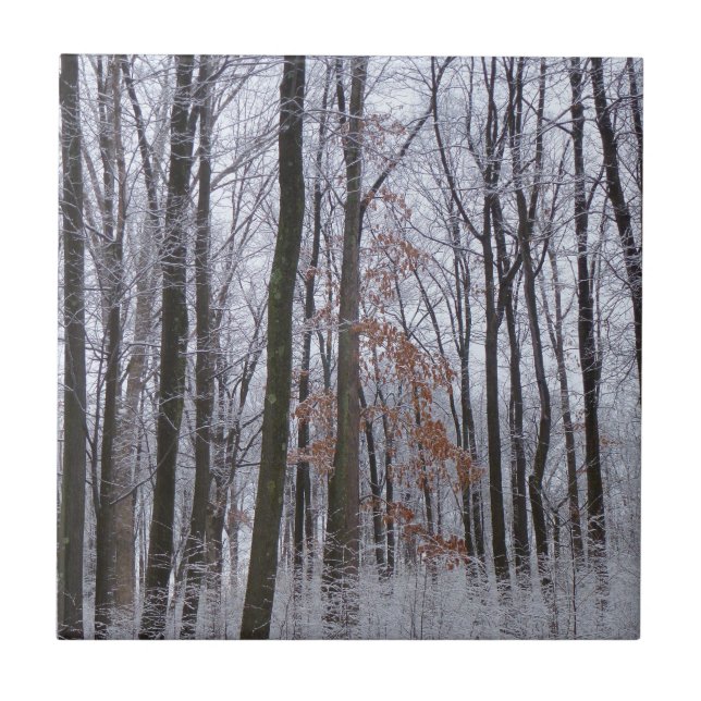 Snow Dusted Forest Winter Landscape Photography Ceramic Tile (Front)