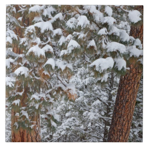 Snow fills the boughs of ponderosa pine trees ceramic tile