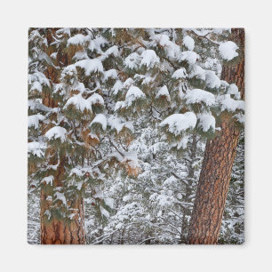 Snow fills the boughs of ponderosa pine trees magnet