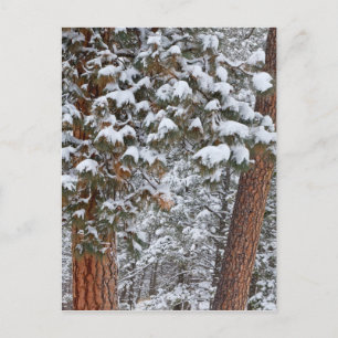 Snow fills the boughs of ponderosa pine trees postcard