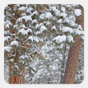 Snow fills the boughs of ponderosa pine trees square sticker