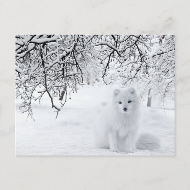 Snow Fox in Winter Woods Postcard (Front)