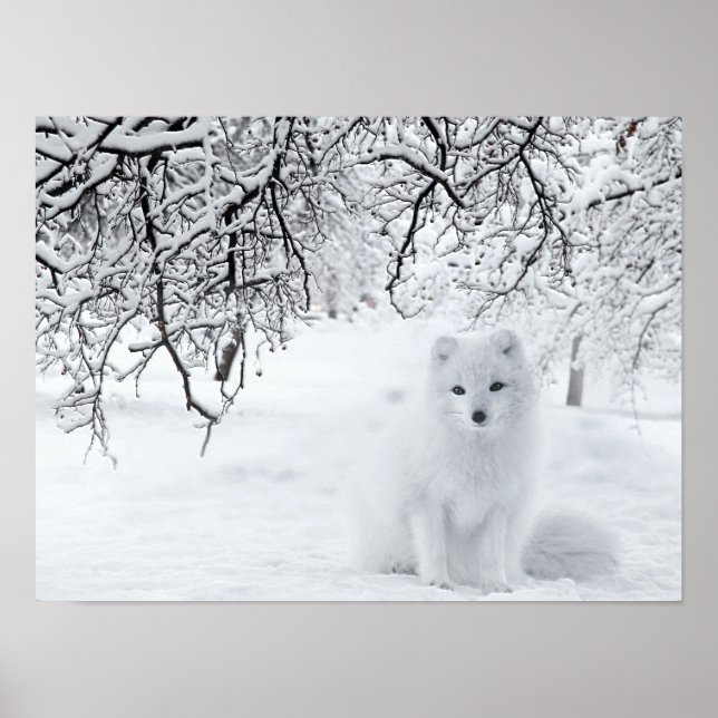 Snow Fox in Winter Woods Poster (Front)