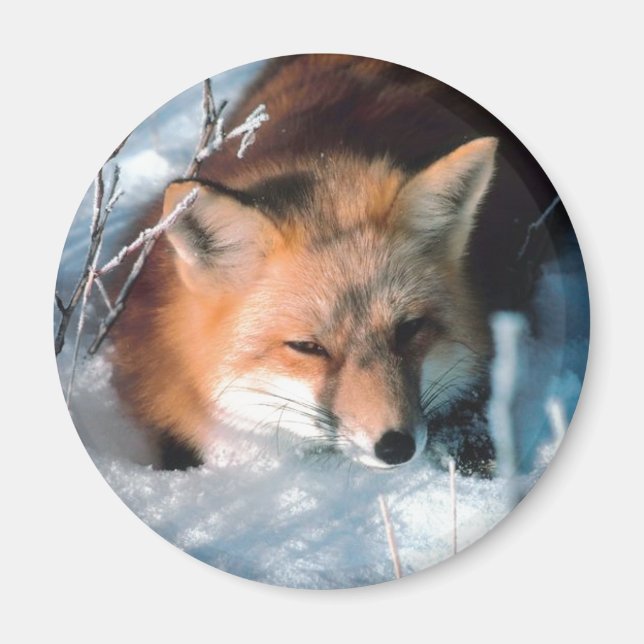 Snow Fox Magnet (Front)