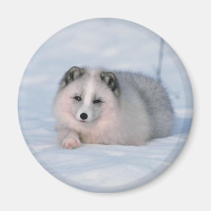 Snow Fox Magnet