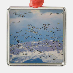 Snow geese during spring migration 2 metal ornament