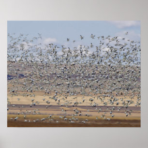 Snow geese during spring migration 3 poster