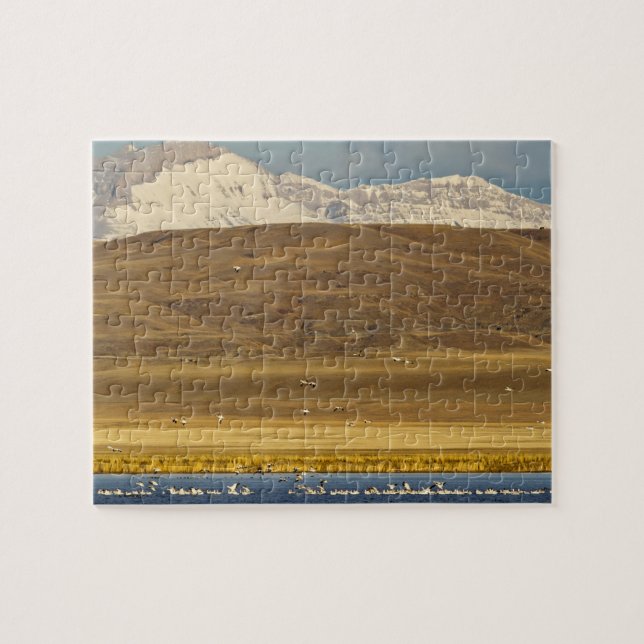 Snow geese during spring migration jigsaw puzzle (Horizontal)