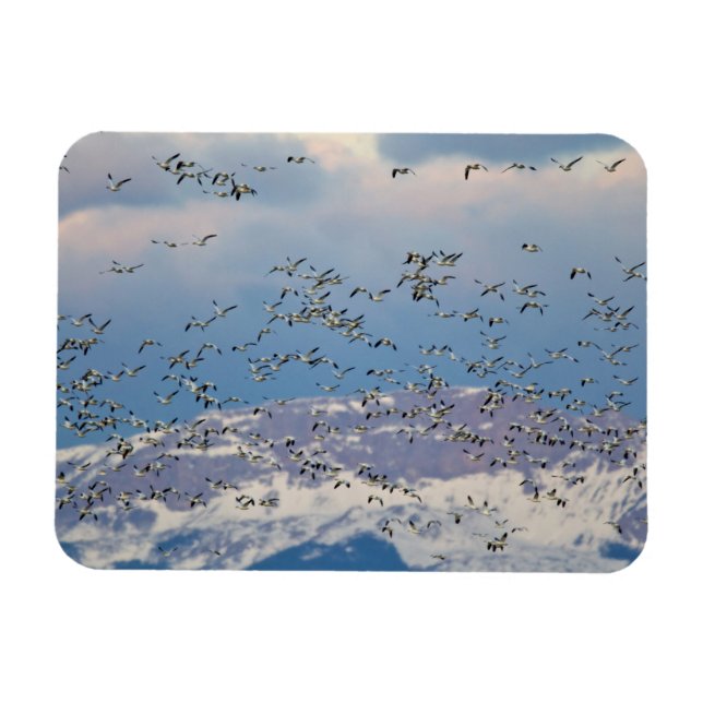 Snow geese during spring migration magnet (Horizontal)