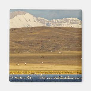 Snow geese during spring migration magnet