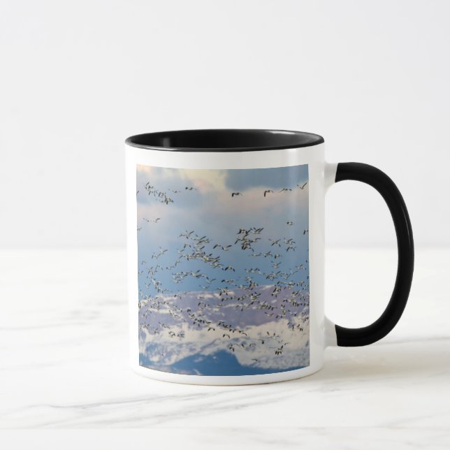 Snow geese during spring migration mug (Right)