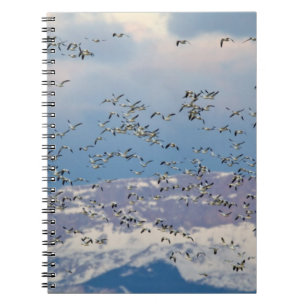 Snow geese during spring migration notebook