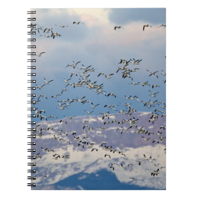 Snow geese during spring migration notebook (Front)