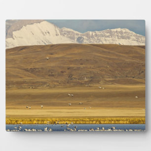 Snow geese during spring migration plaque