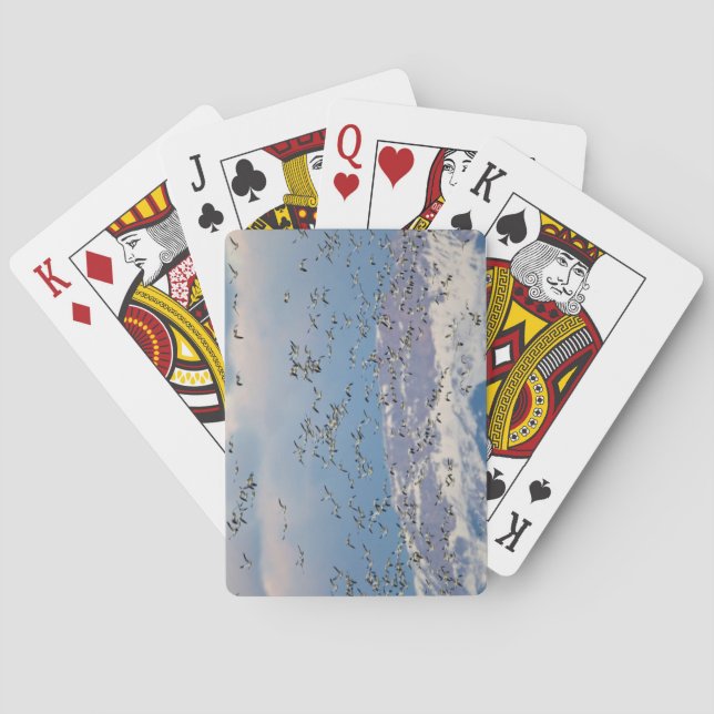 Snow geese during spring migration playing cards (Back)