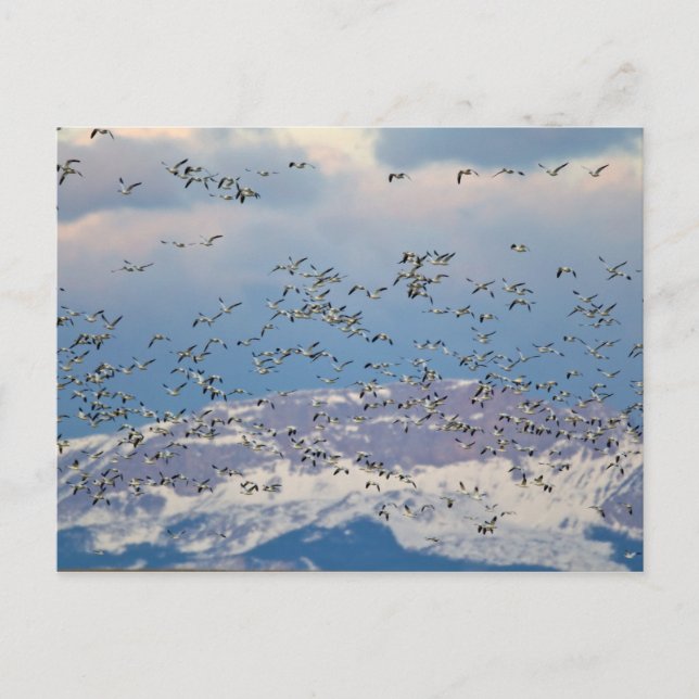 Snow geese during spring migration postcard (Front)