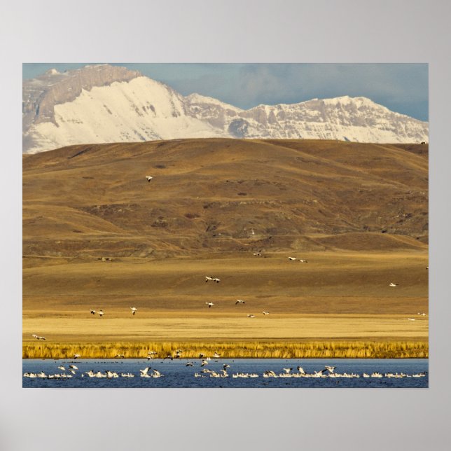 Snow geese during spring migration poster (Front)