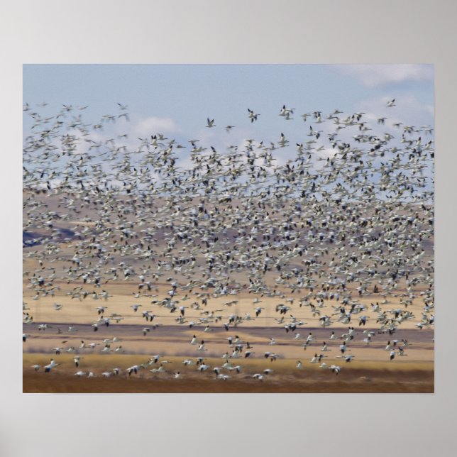 Snow geese during spring migration poster (Front)