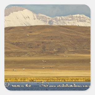 Snow geese during spring migration square sticker