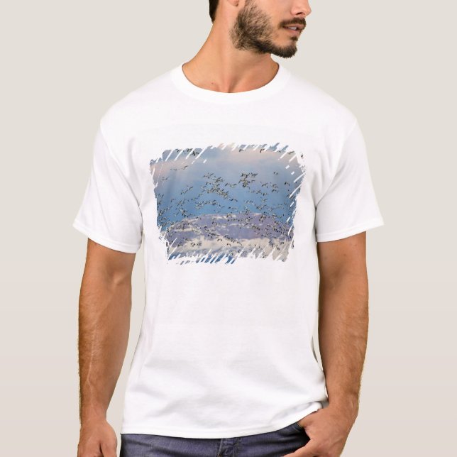 Snow geese during spring migration T-Shirt (Front)