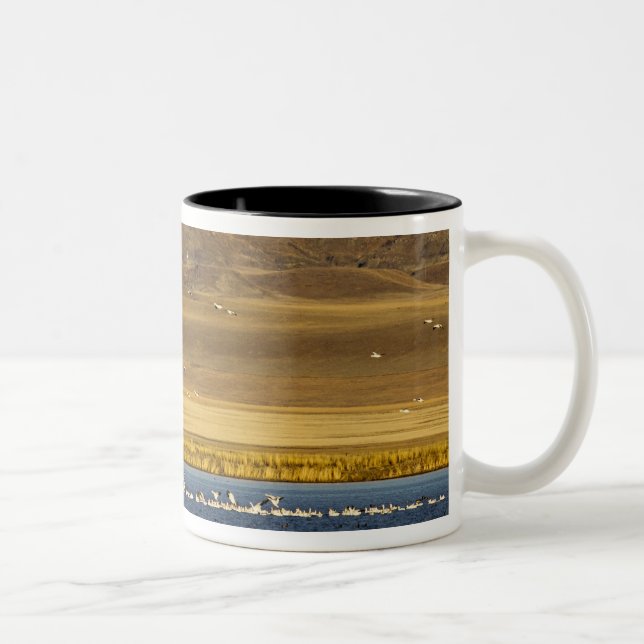 Snow geese during spring migration Two-Tone coffee mug (Right)