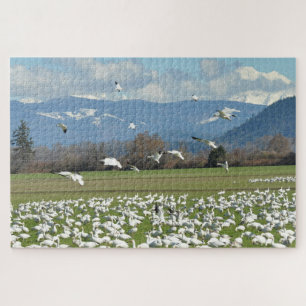 Snow Geese in a Field Jigsaw Puzzle