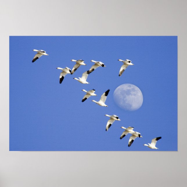 Snow geese take flight at Freezeout Lake NWR Poster (Front)