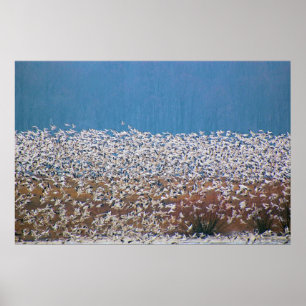 Snow Geese Take Flight! Poster
