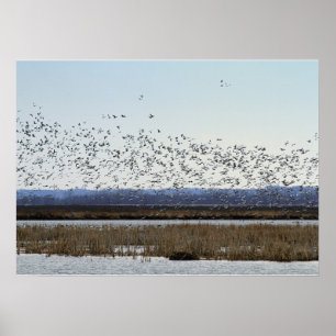 Snow Geese Taking off at Squaw Creek Refuge Poster