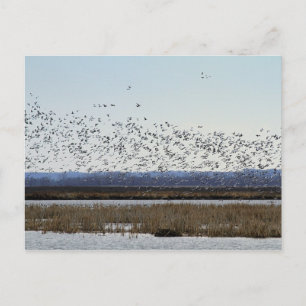 Snow Geese Taking off, Squaw Creek Refuge Postcard