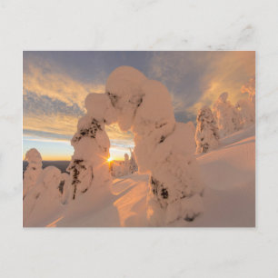 Snow Ghosts In The Whitefish Range Postcard