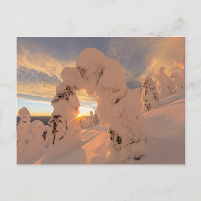 Snow Ghosts In The Whitefish Range Postcard (Front)