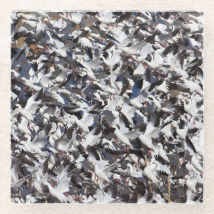 Snow Goose blast off Glass Coaster
