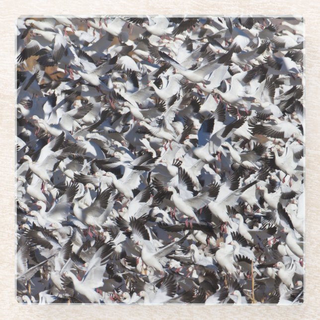 Snow Goose blast off  Glass Coaster (Front)