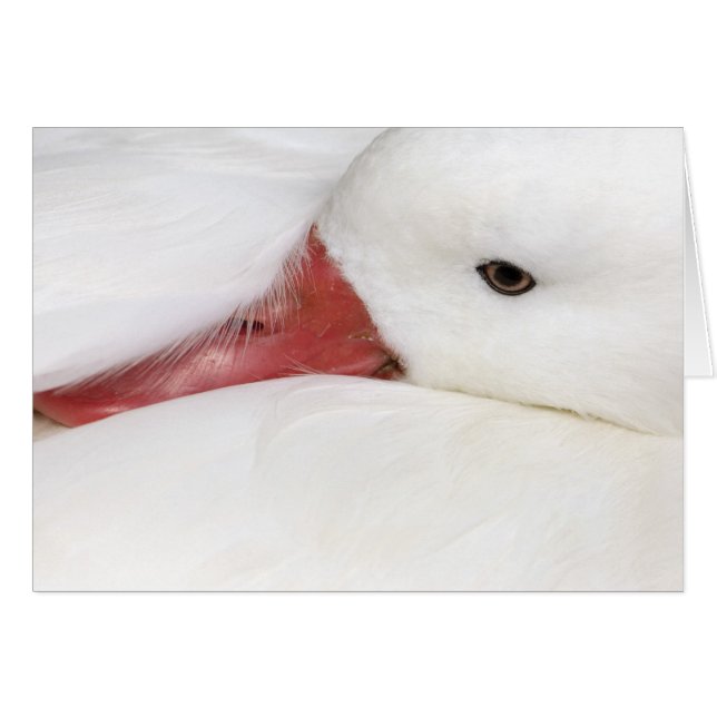 Snow Goose Chen caerulescens (Front Horizontal)