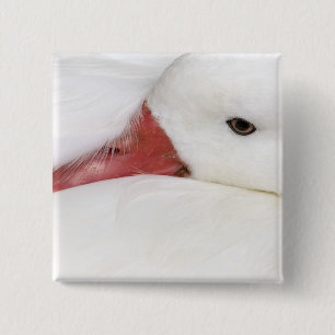 Snow Goose Chen caerulescens 15 Cm Square Badge