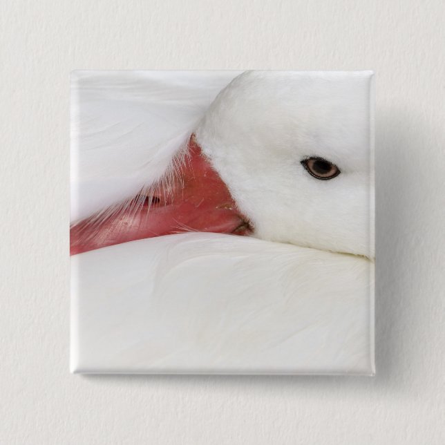 Snow Goose Chen caerulescens 15 Cm Square Badge (Front)