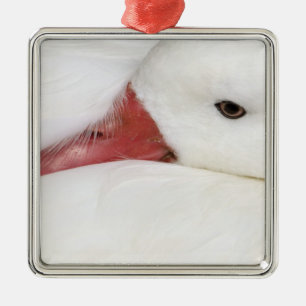 Snow Goose Chen caerulescens Metal Ornament